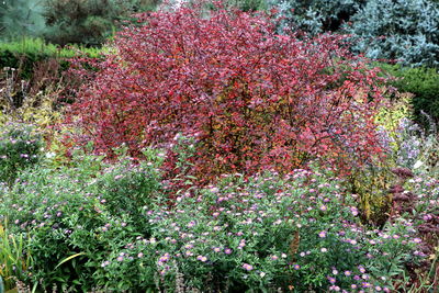 Pink flowering plants in park