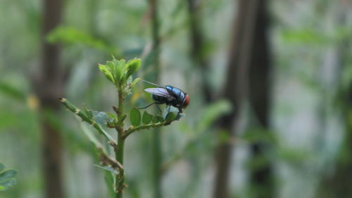 Close-up of insect on plant