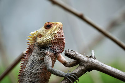 Close-up of a lizard on branch