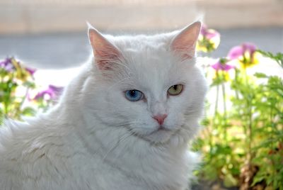 Close-up portrait of a  angora cat with a blue and a green eye 