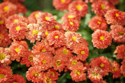 Close-up of orange flowering plants