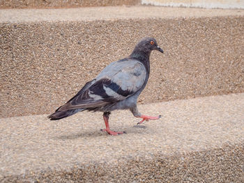 Side view of a bird on sand