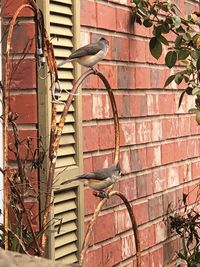 Bird on red brick wall