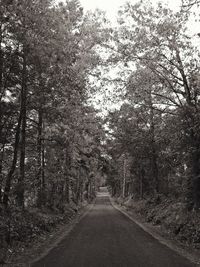 Road passing through trees