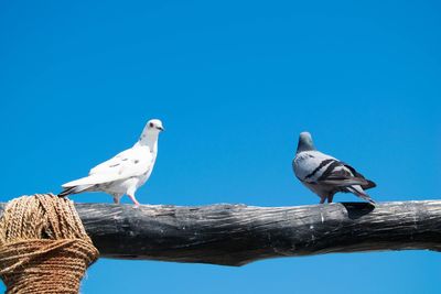 Low angle view of seagulls perching on wood against clear blue sky