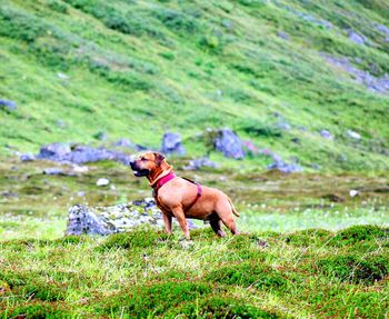 Dog standing on grassy field