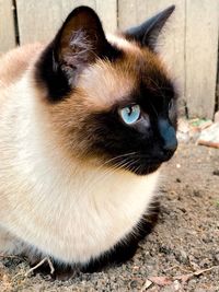Close-up portrait of a cat