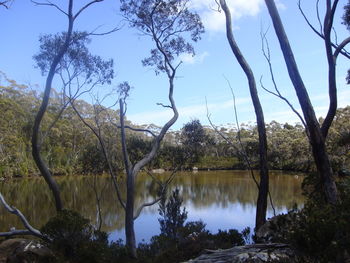 Low angle view of trees by lake against sky