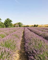 Provence effect