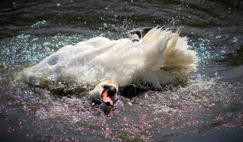 Swan swimming in water