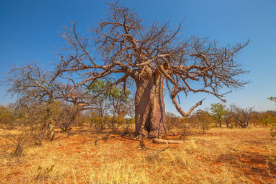 Bare tree on field against clear sky