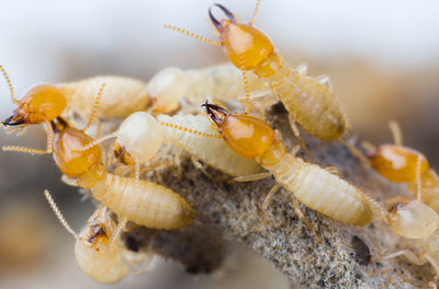 Close-up of insects