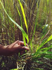 Copped hand holding plant on field