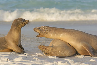 The answer is no with sea lions on espanola island in the galapagos