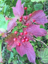 Close-up of pink leaves