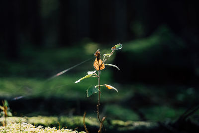 Close-up of insect on plant