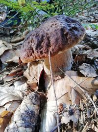 High angle view of mushrooms on dry leaves