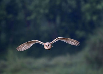 Bird flying over a blurred background