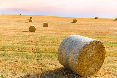 Hay bales in wheat field