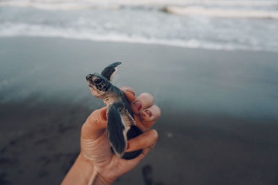 Close-up of hand holding turtle at beach