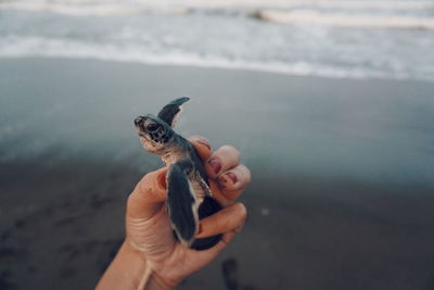 Close-up of hand holding bird on beach