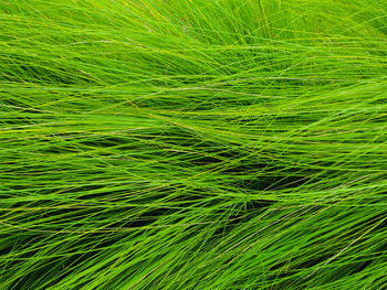 Full frame shot of green plant