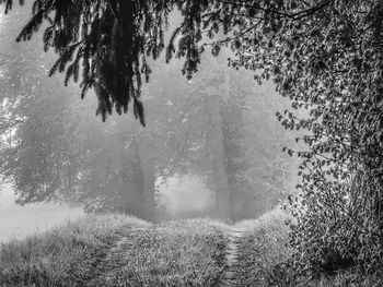 Scenic view of forest during winter