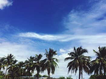 Low angle view of palm trees against sky