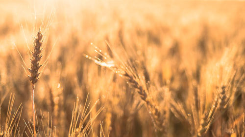 Close-up of wheat growing on field