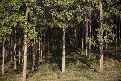 Trees in forest