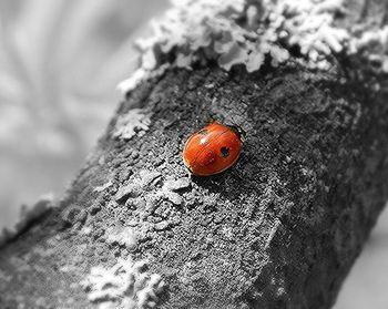 Close-up of insect on wood