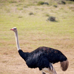 Side view of black bird on land