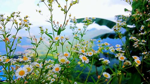 Close-up of flowering plants against blurred background