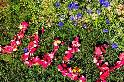 High angle view of pink flowering plants on field