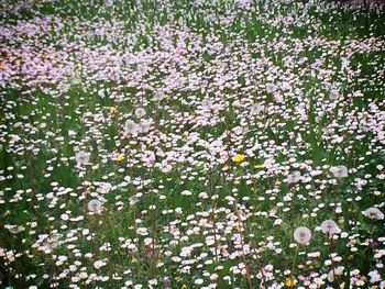 Full frame shot of flowers blooming in field