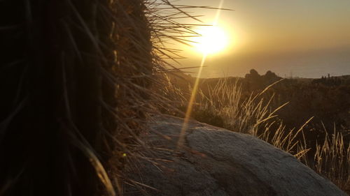 Close-up of grass at sunset