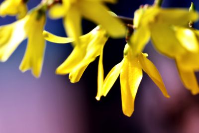 Close-up of yellow flower