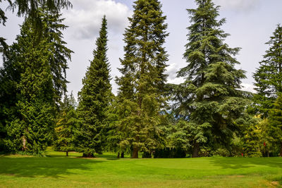 Trees in park