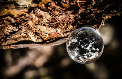 Close-up of crystal ball hanging on tree