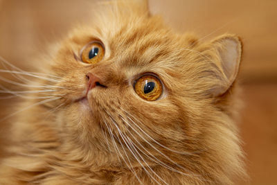 Gorgeous orange persian cat with deep gaze