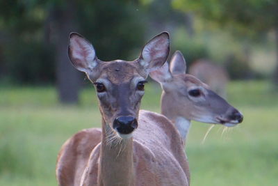 Close-up portrait of deer