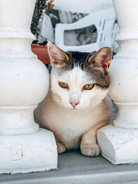 Close-up of cat