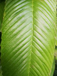 Full frame shot of palm leaves