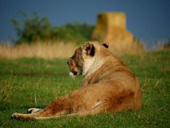 Close-up of lion relaxing on grassy field