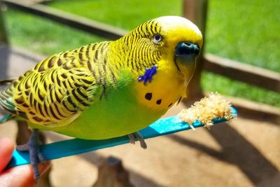Close-up of a parakeet on a feed stick