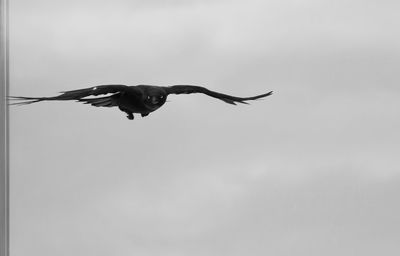 Low angle view of bird flying in sky