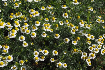 High angle view of daisies on field