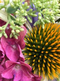 Close-up of flower blooming outdoors