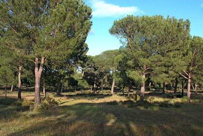 Trees on field against sky