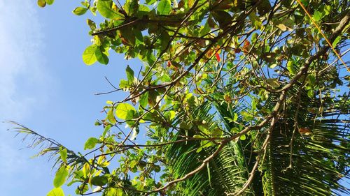 Low angle view of tree against sky